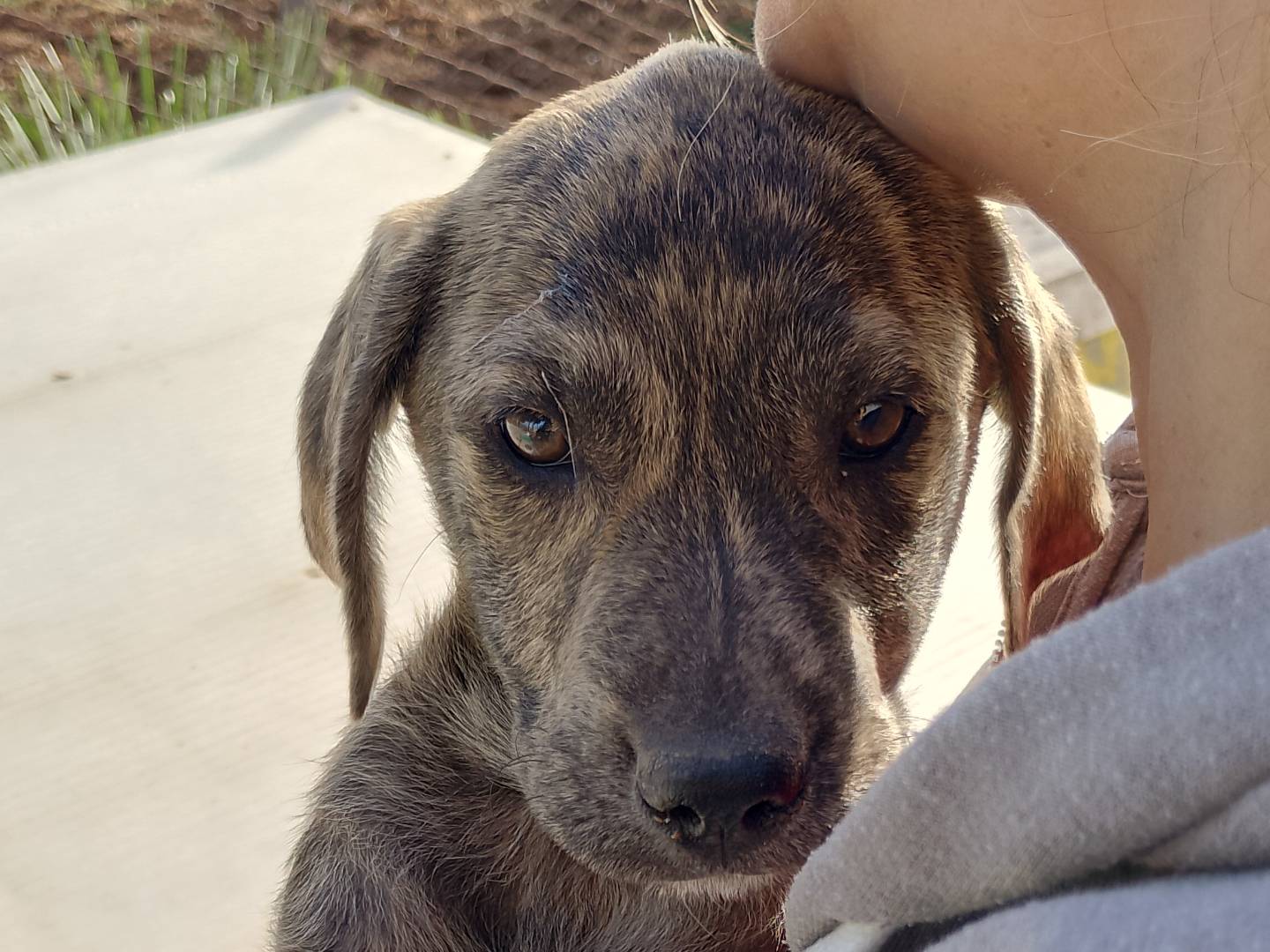 Adozione cane, femmina, Razza sconosciuta Razza sconosciuta, 3 mesi, taglia grande, Siracusa