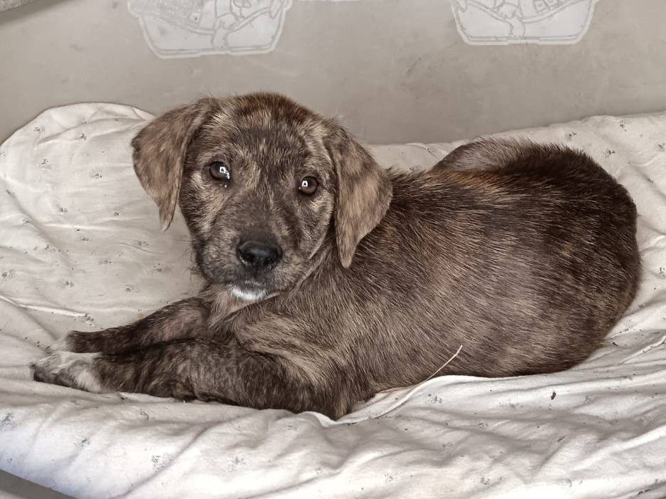 Adotta un cane, taglia grande, femmina, Siracusa