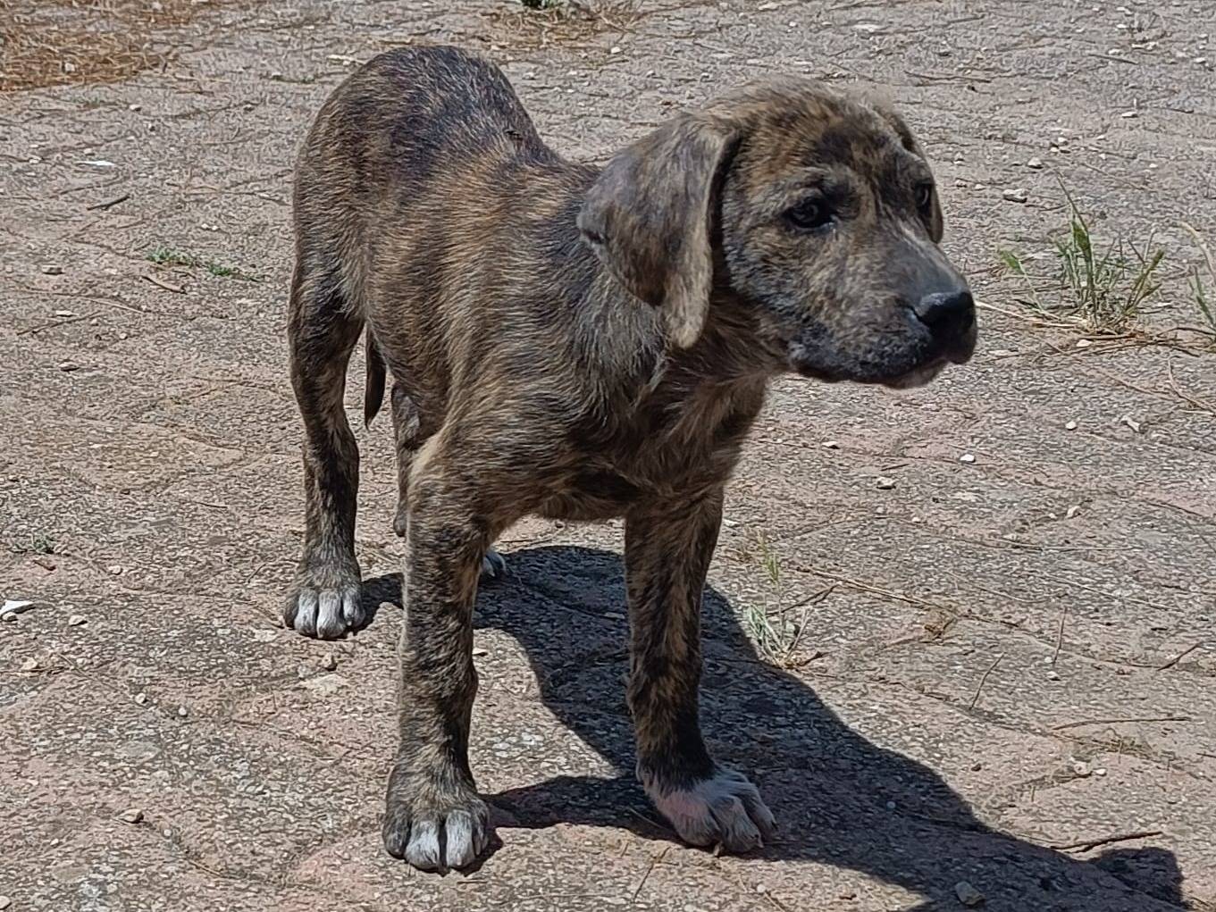 Vuoi adottare un cane a Siracusa?