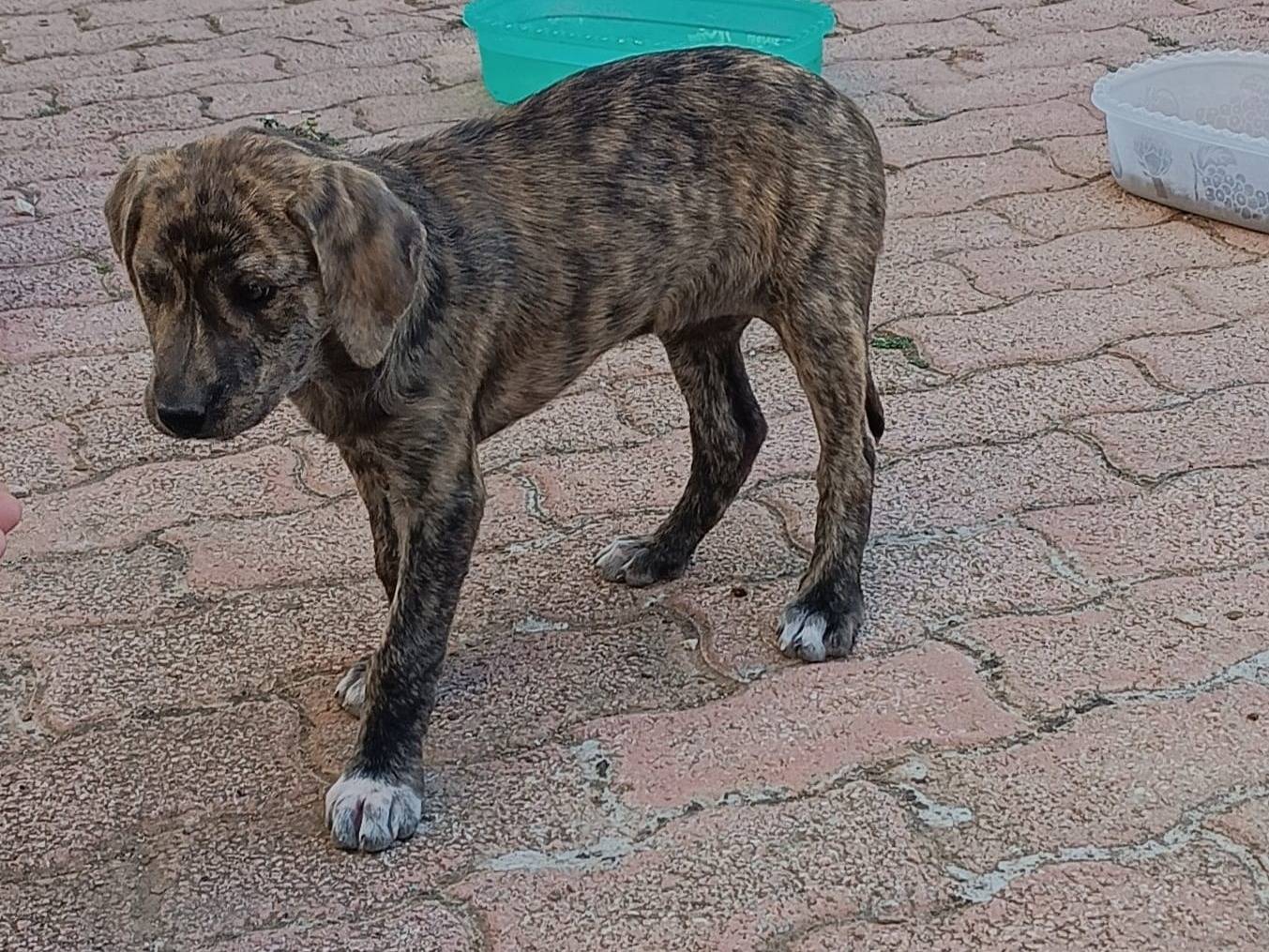 Adotta il cane Cristina  a Siracusa