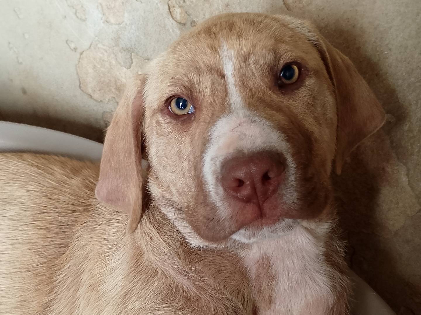 Adozione cane, maschio, Razza sconosciuta Razza sconosciuta, 3 mesi, taglia grande, Siracusa