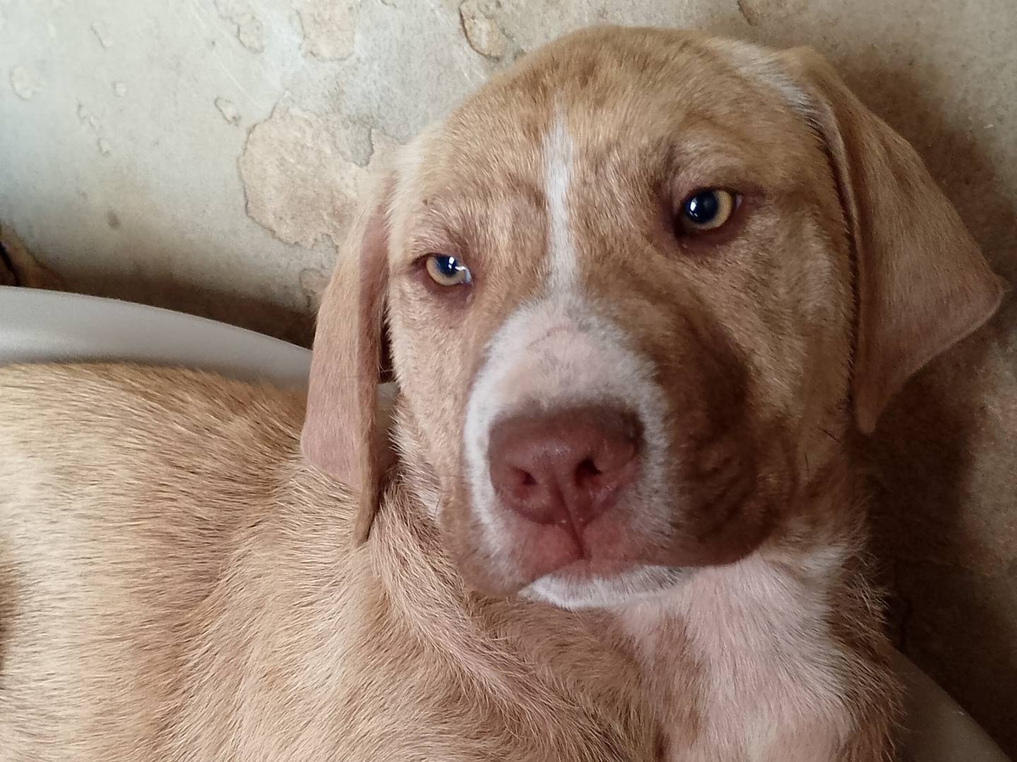 Adotta un cane, maschio, 3 mesi, Siracusa