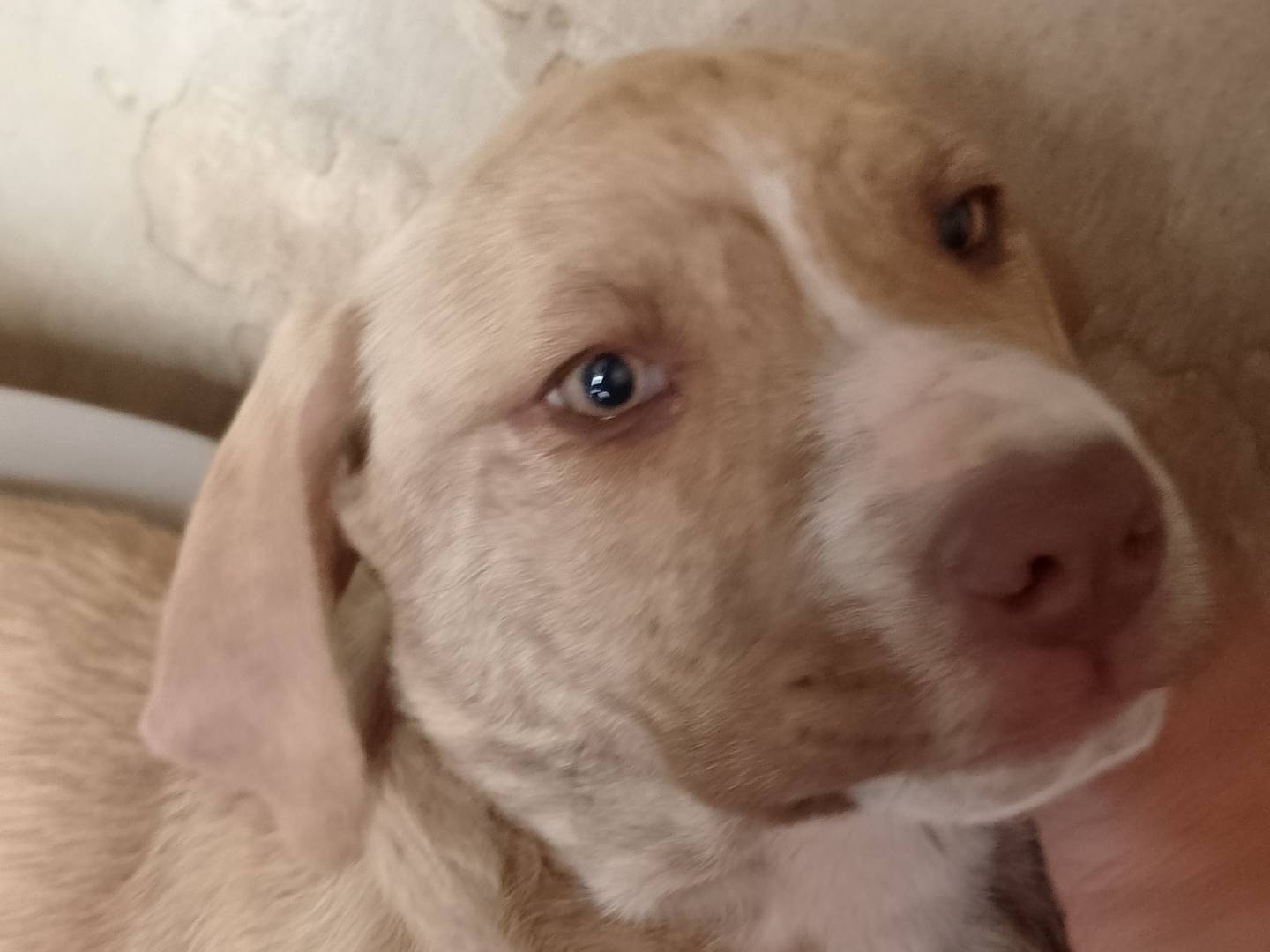 Adotta un cane, taglia grande, maschio, Siracusa
