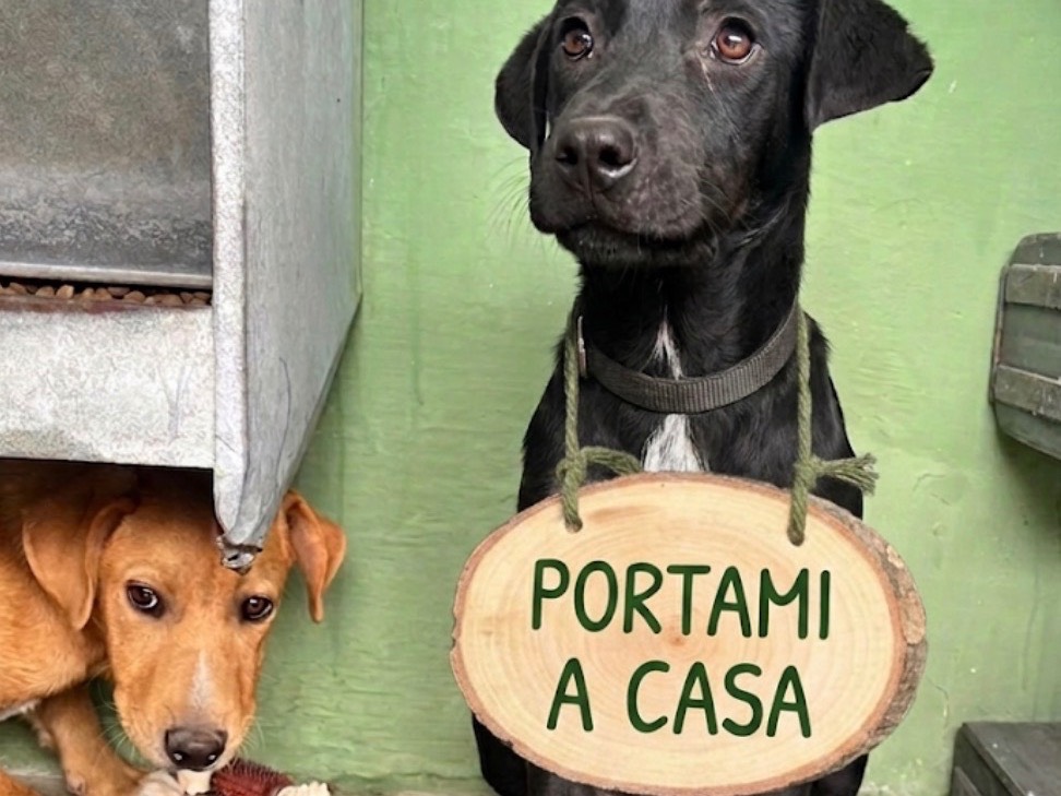 Foto 1 dell'animale