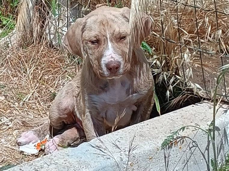 Adotta il cane Archimede a Siracusa