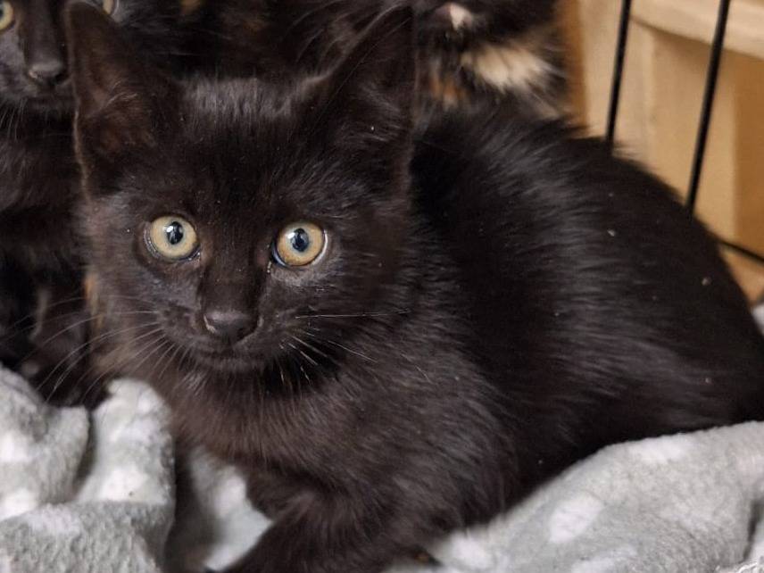 Adotta un gatto, taglia non valida, maschio, Genova