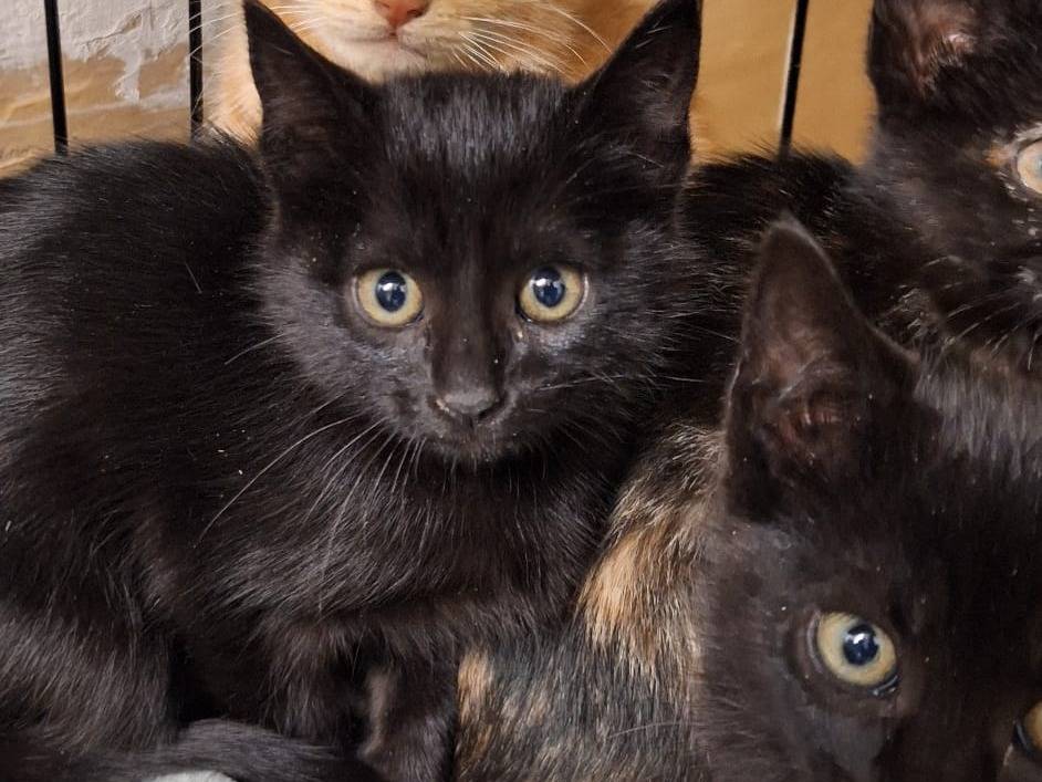Adozione gatto, maschio, Razza sconosciuta Razza sconosciuta, 2 mesi, taglia non valida, Genova