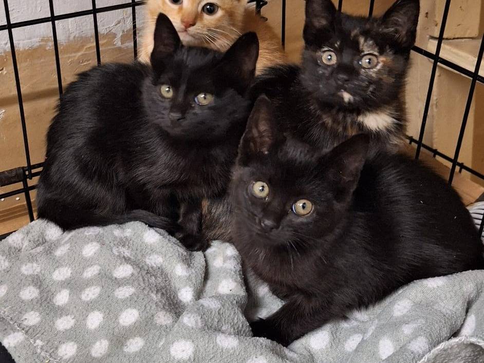 Adotta un gatto, maschio, 2 mesi, Genova