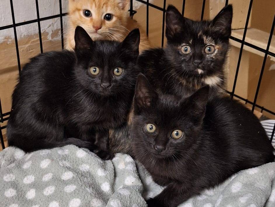 Vuoi adottare un gatto a Genova?