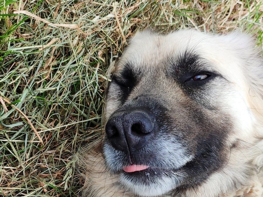 Adotta un cane, femmina, 3 anni e 4 mesi, Vibo
