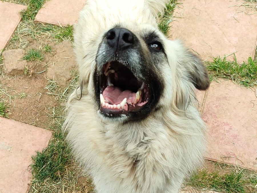 Adotta un cane, taglia media, femmina, Vibo