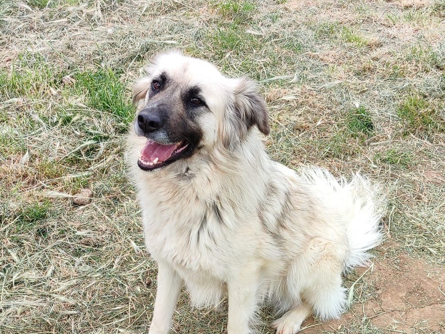 Vuoi adottare un cane a Vibo?