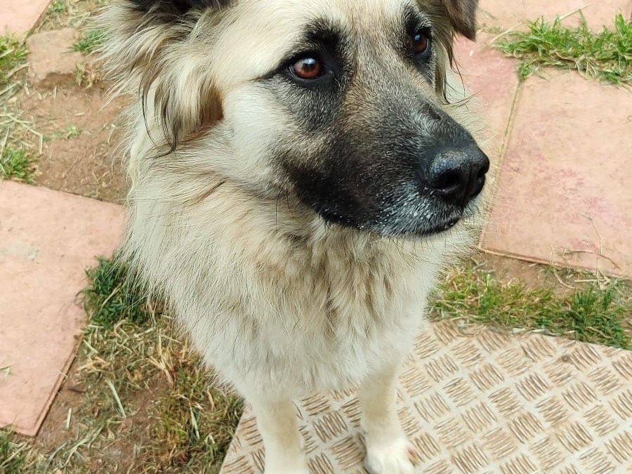 Adotta il cane Rose a Vibo
