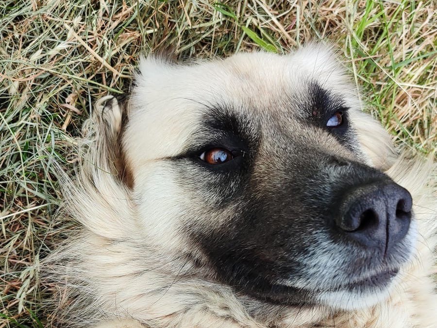 Adozione cane, femmina, Razza sconosciuta Razza sconosciuta, 3 anni e 4 mesi, taglia media, Vibo
