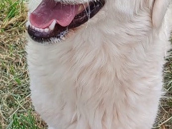 Adotta un cane, femmina, 1 anno e 4 mesi, Vibo