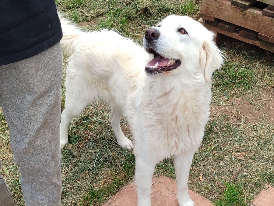 Adotta un cane, taglia media, femmina, Vibo
