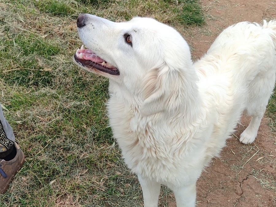 Adotta il cane Heidi a Vibo