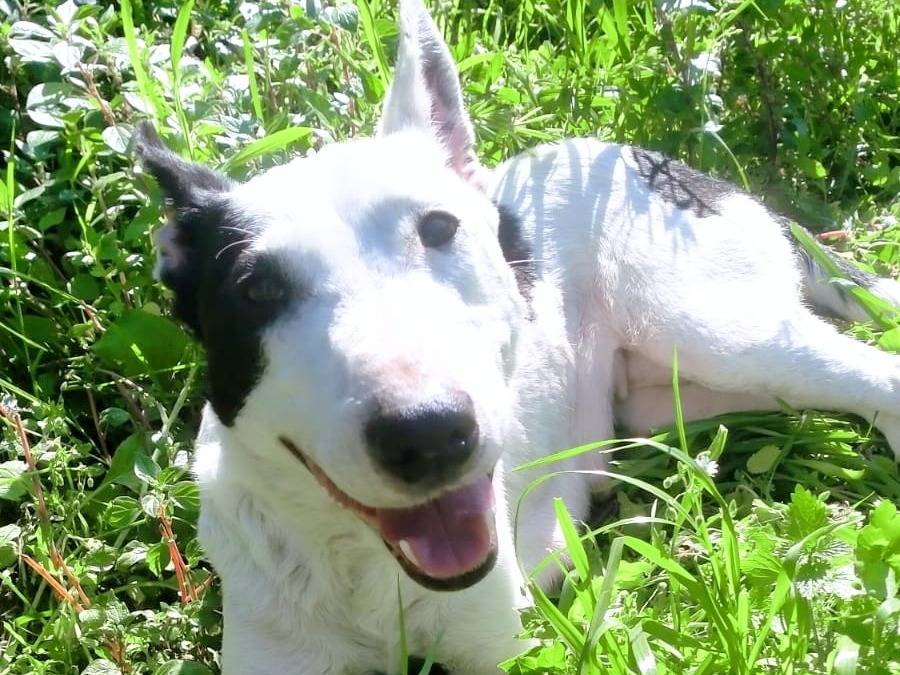 Adozione cane, femmina, Razza sconosciuta Razza sconosciuta, 2 anni e 1 mese, taglia media contenuta, Napoli