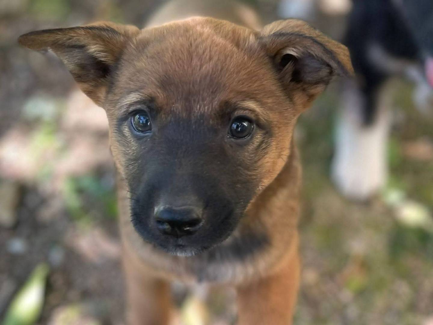 Adozione cane, femmina, Razza sconosciuta Razza sconosciuta, 3 mesi, taglia media contenuta, Frosinone