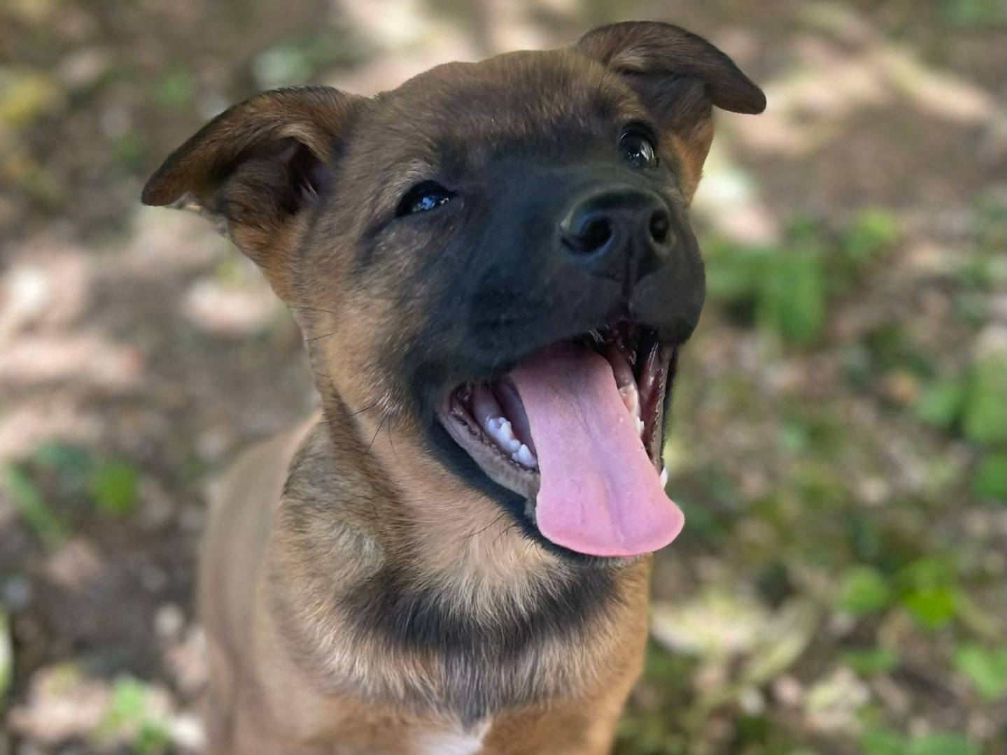 Adotta un cane, femmina, 3 mesi, Frosinone