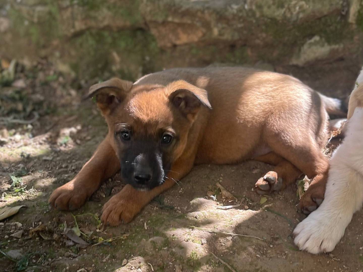 Adotta un cane, taglia media contenuta, femmina, Frosinone