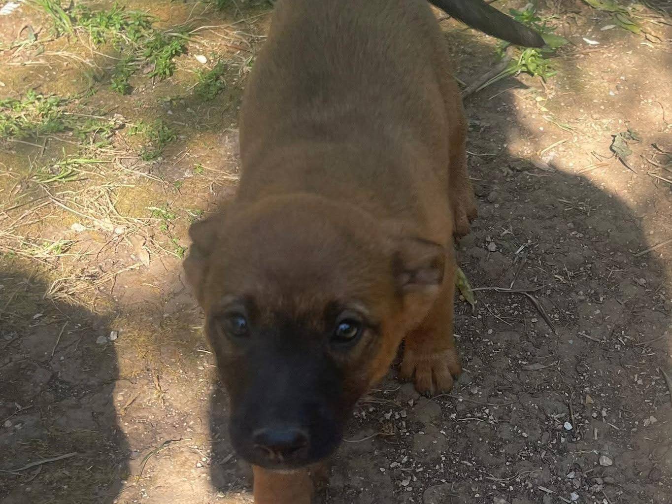 Vuoi adottare un cane a Frosinone?