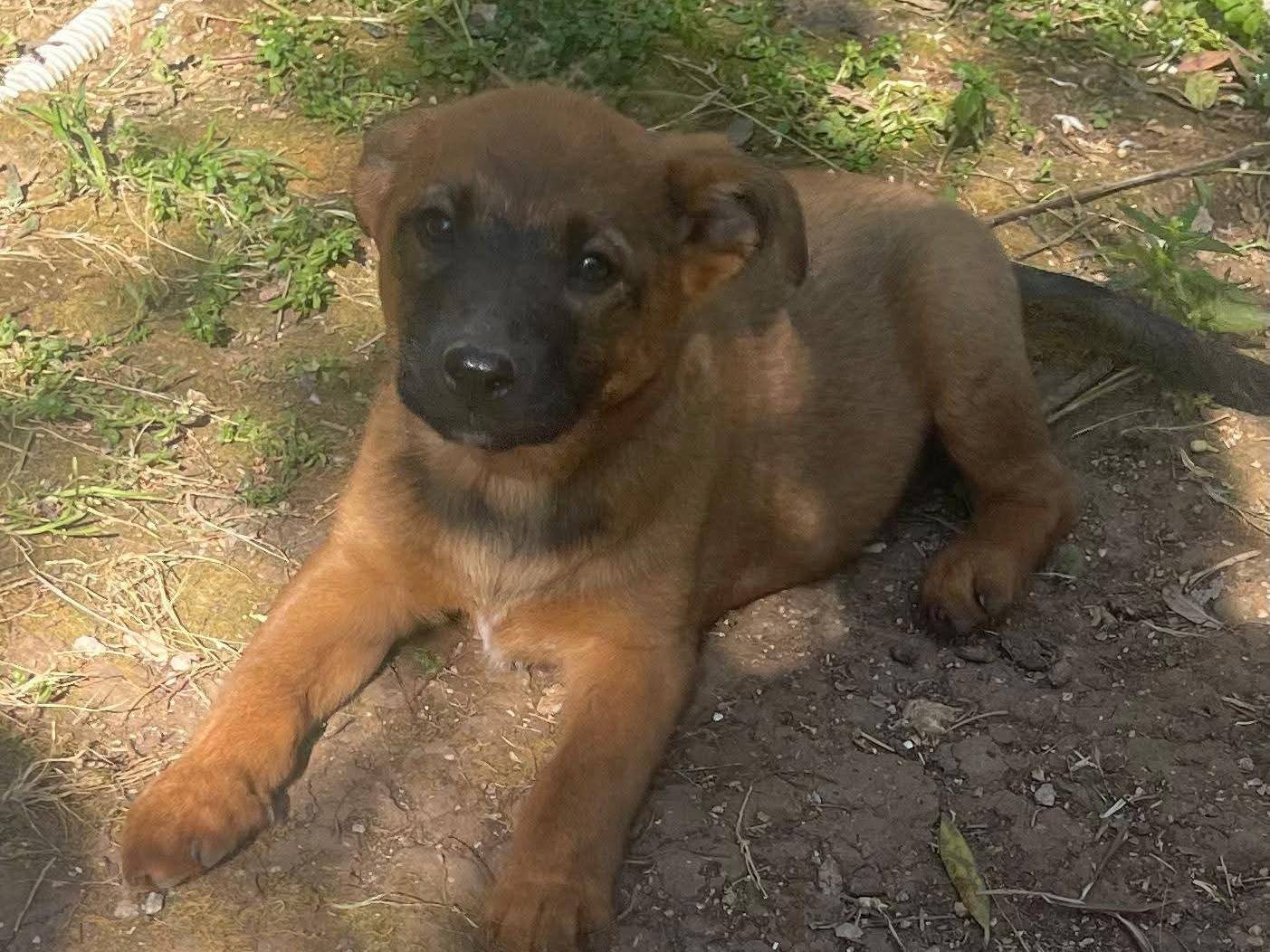 Adotta il cane Bettina a Frosinone