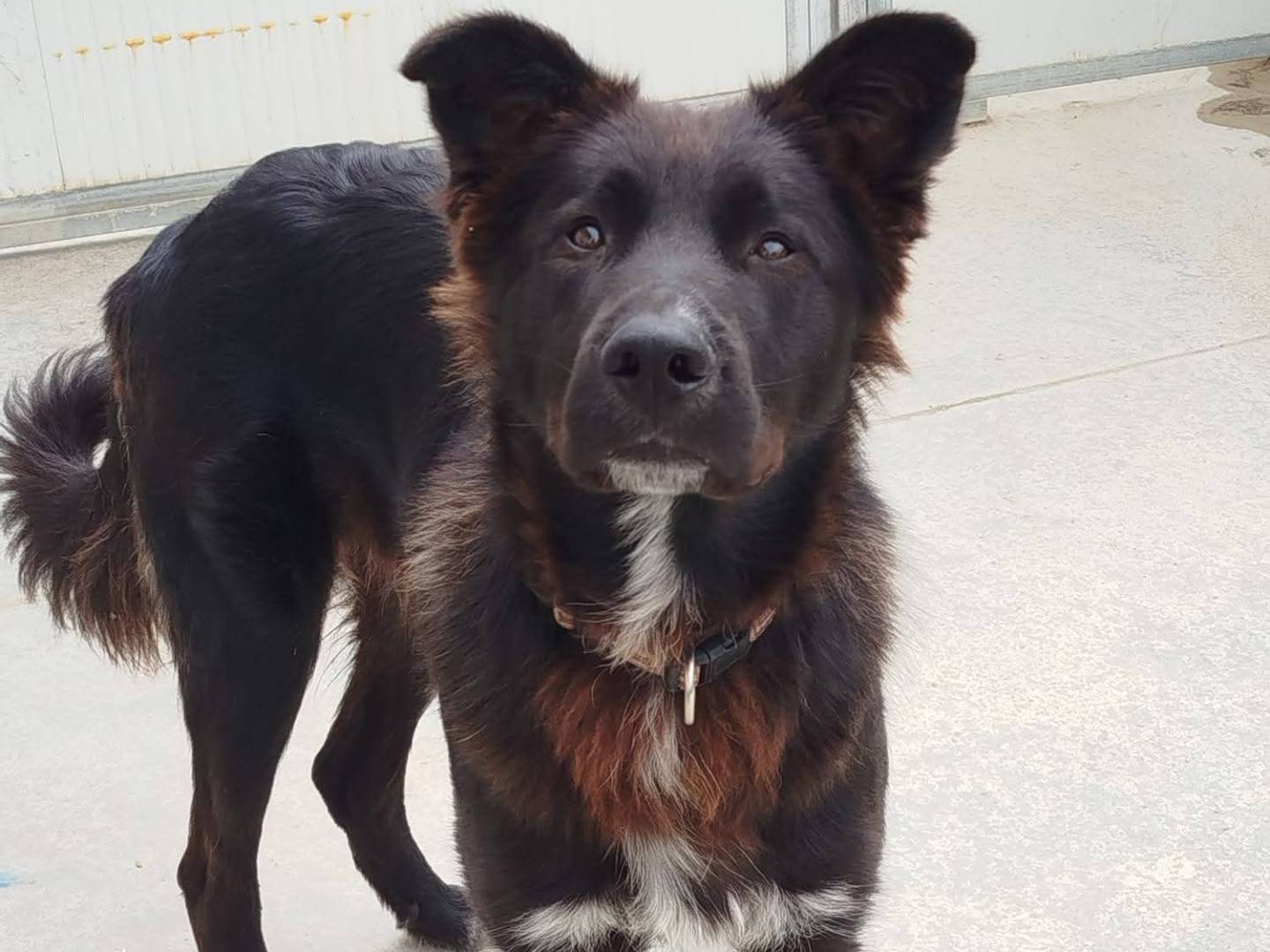 Adozione cane, maschio, Razza sconosciuta Razza sconosciuta, 8 mesi, taglia media, Latina