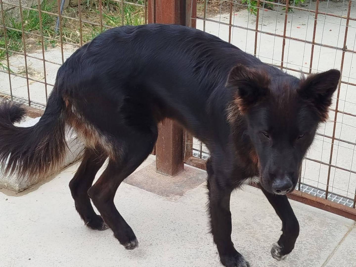 Adotta un cane, maschio, 8 mesi, Latina