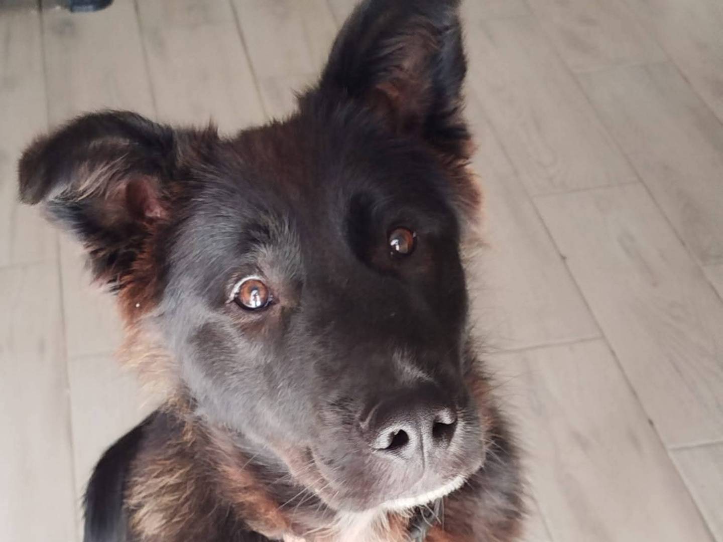 Adotta un cane, taglia media, maschio, Latina