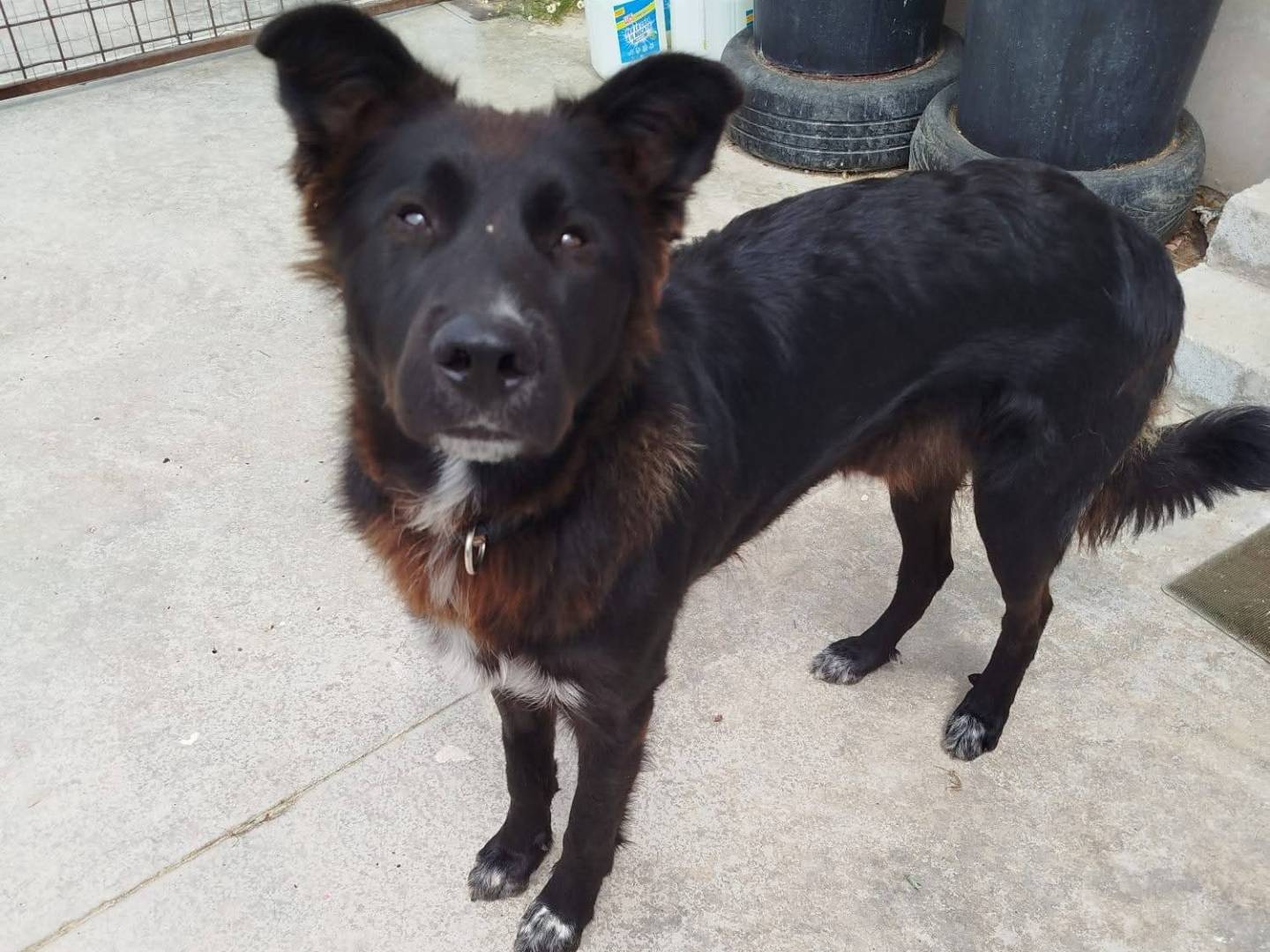 Vuoi adottare un cane a Latina?