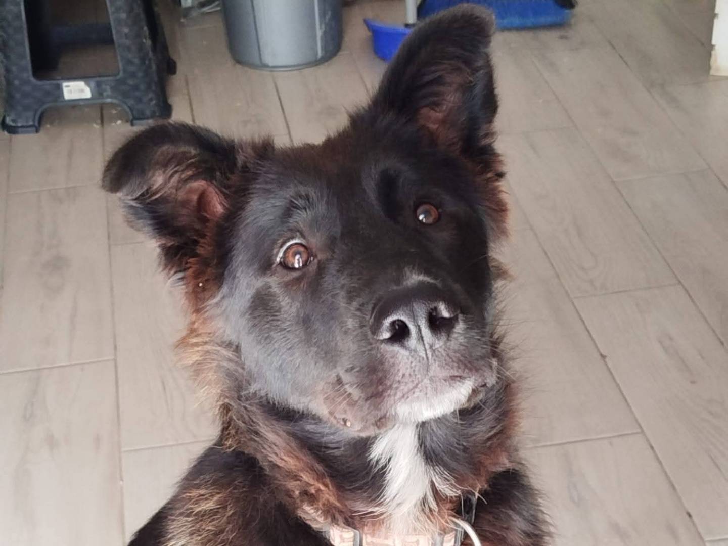 Adotta il cane Alex a Latina