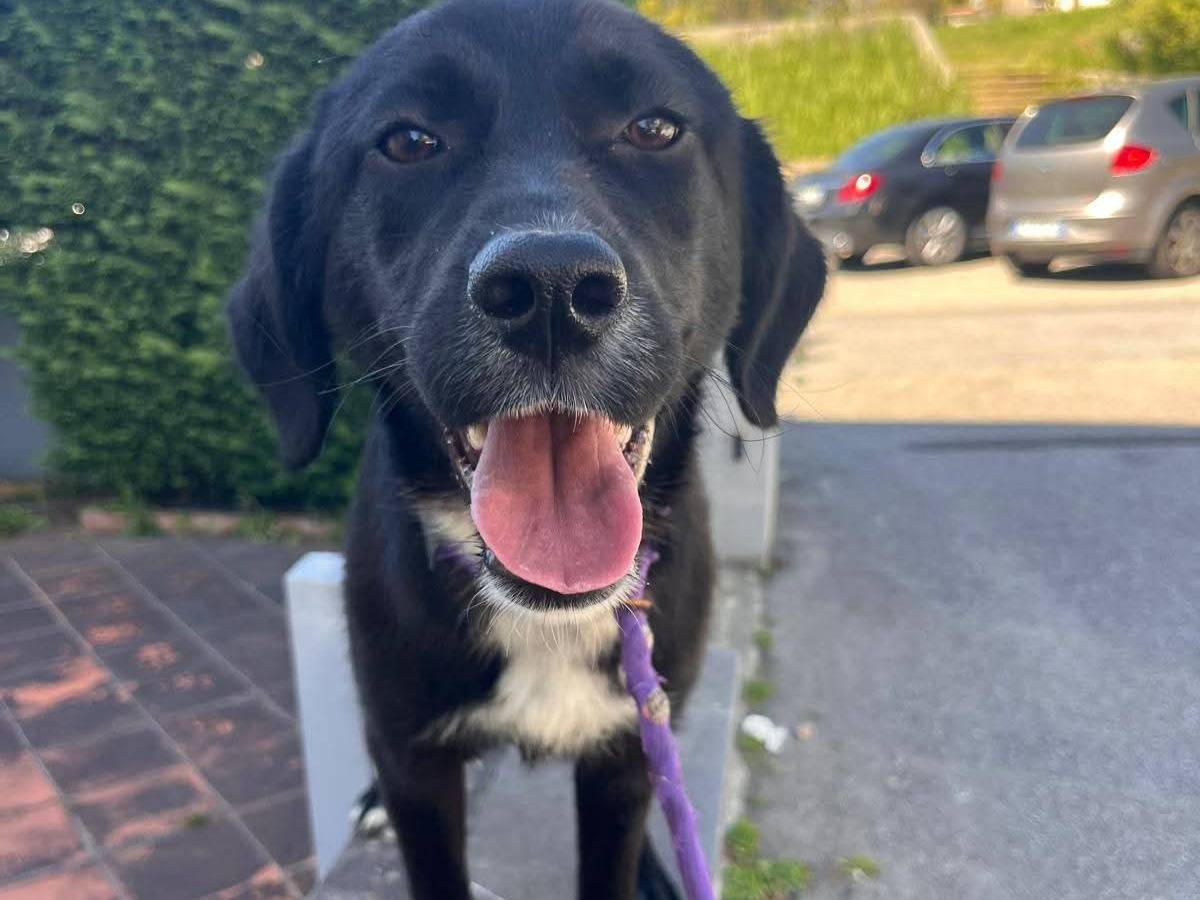 Adozione cane, femmina, Razza sconosciuta Razza sconosciuta, 7 mesi, taglia media contenuta, Reggio