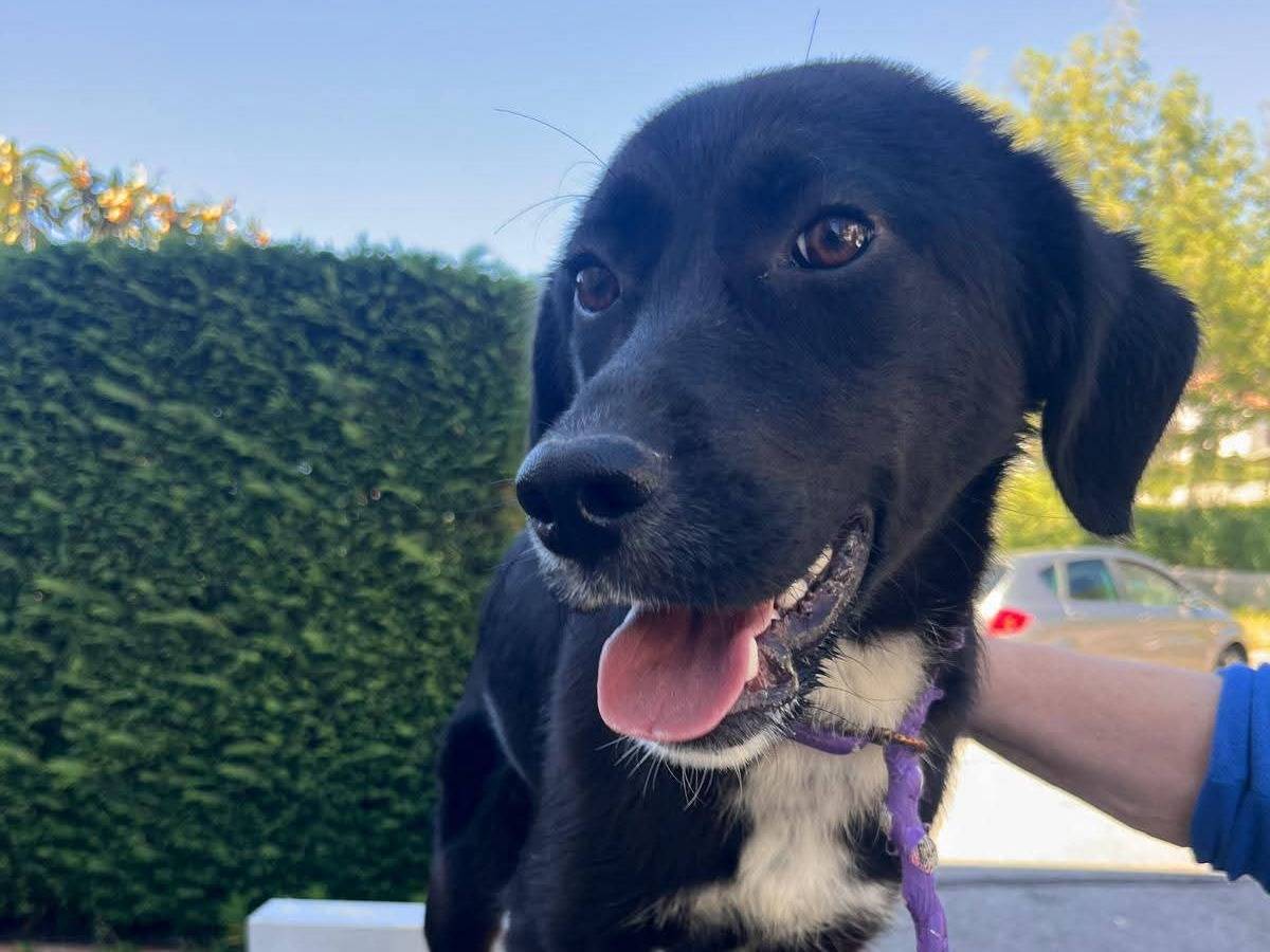 Adotta un cane, femmina, 7 mesi, Reggio