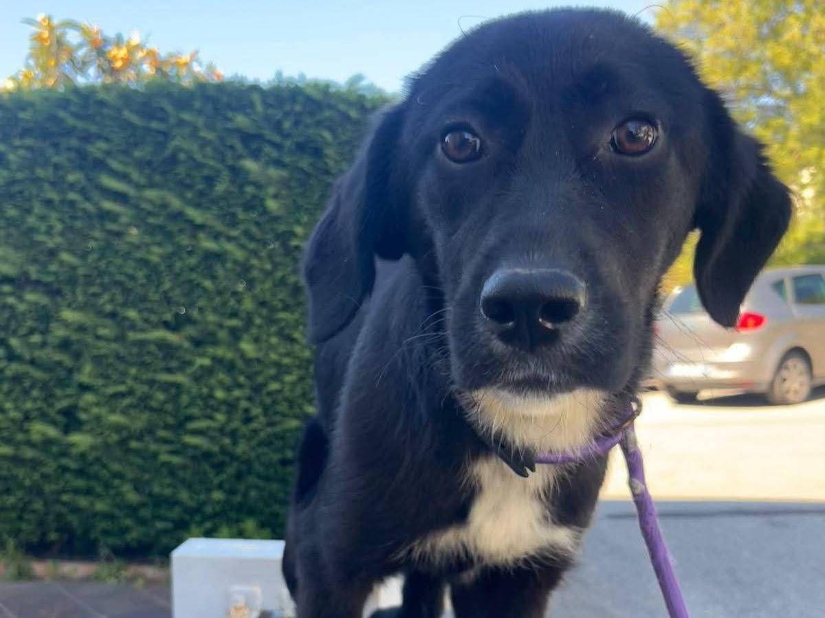 Adotta un cane, taglia media contenuta, femmina, Reggio