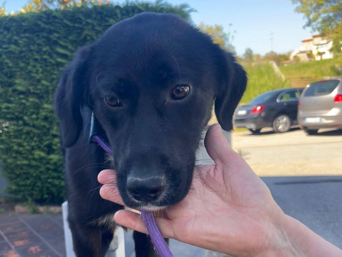 Vuoi adottare un cane a Reggio?