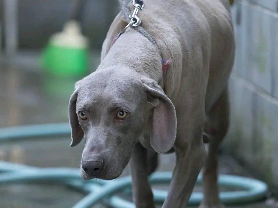 Adozione cane, femmina, Weimaraner Razza sconosciuta, 3 anni, taglia media, Cremona