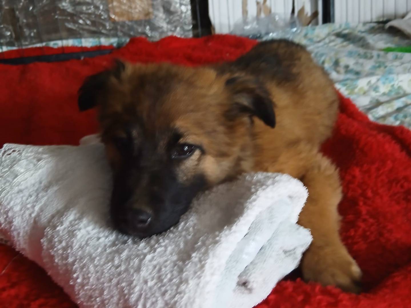 Adozione cane, femmina, Razza sconosciuta Razza sconosciuta, 5 mesi, taglia media, Caserta