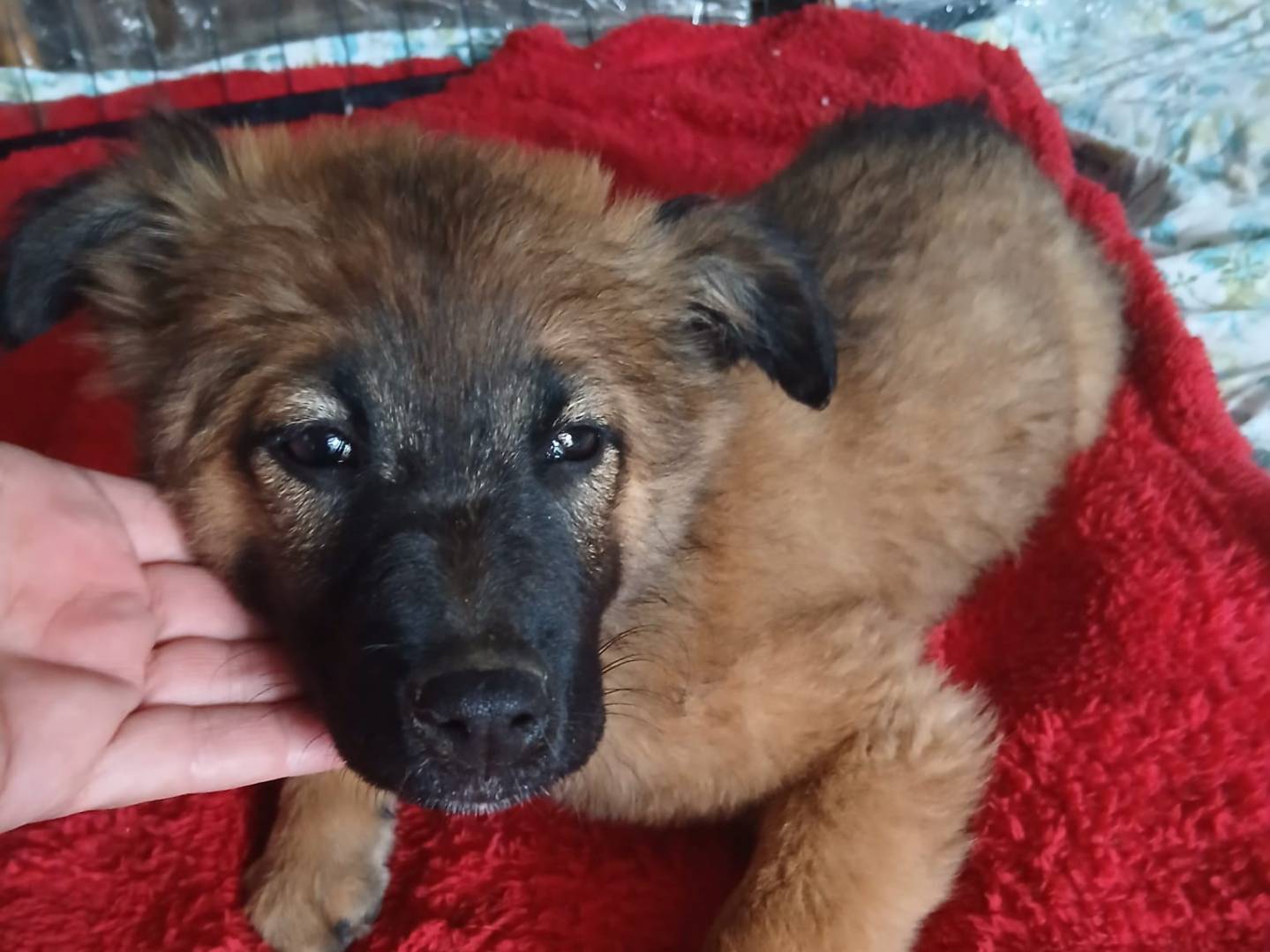 Adotta un cane, femmina, 5 mesi, Caserta