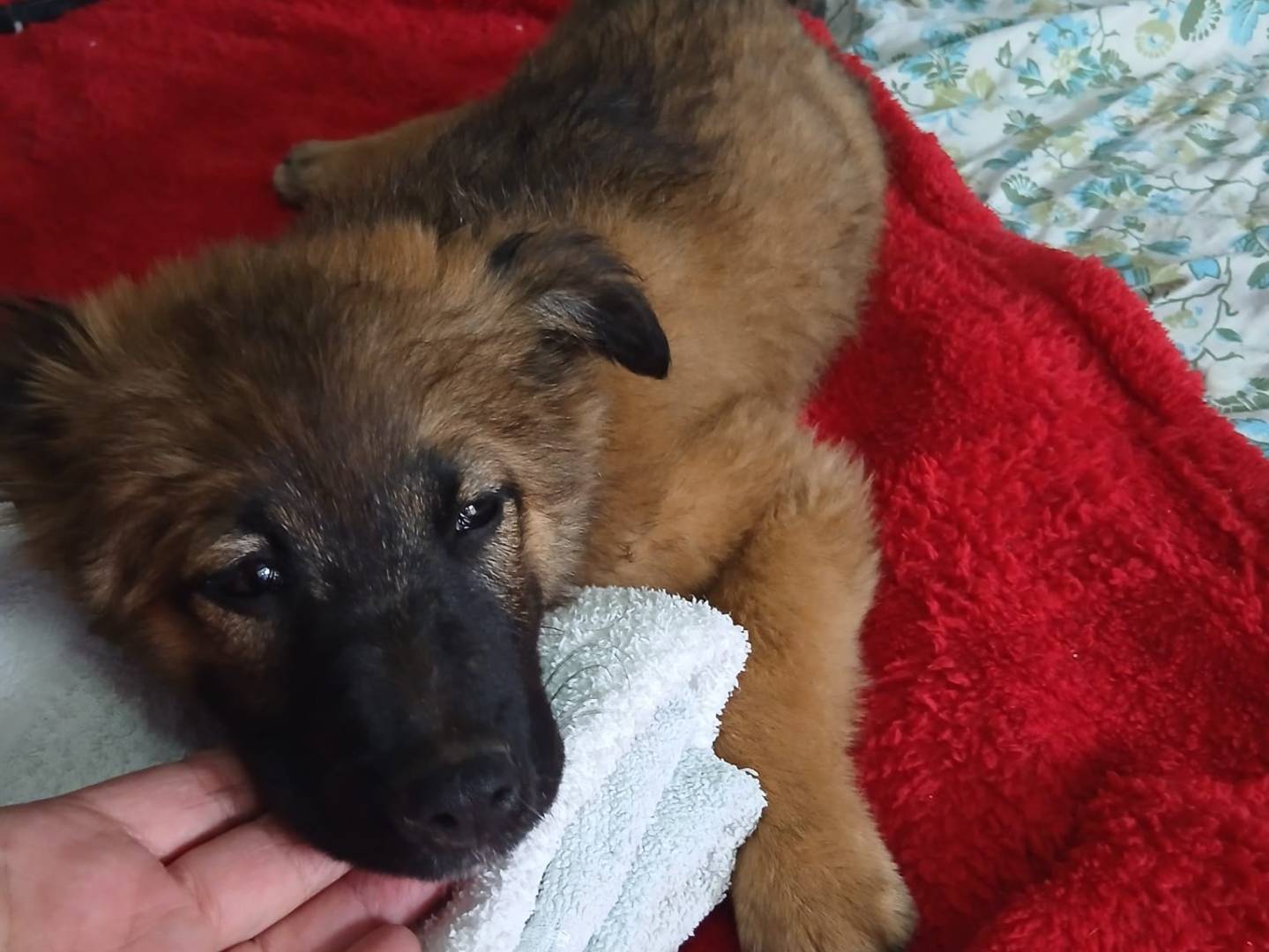 Adotta un cane, taglia media, femmina, Caserta