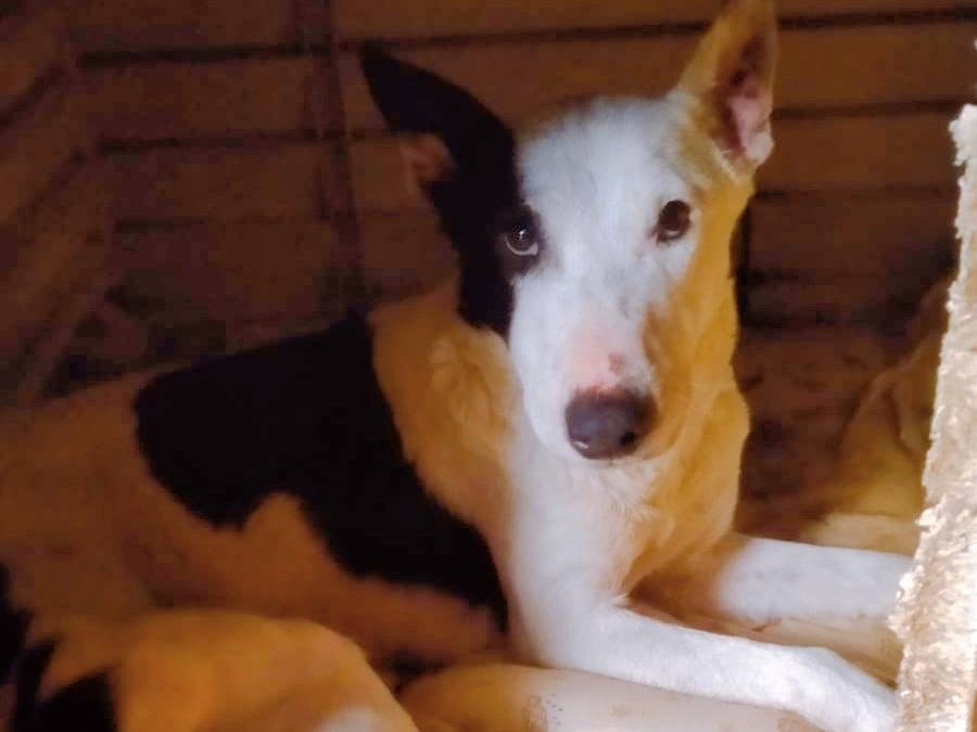 Adotta un cane, taglia media contenuta, femmina, Napoli