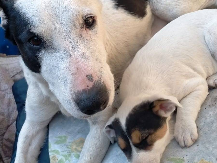Vuoi adottare un cane a Napoli?