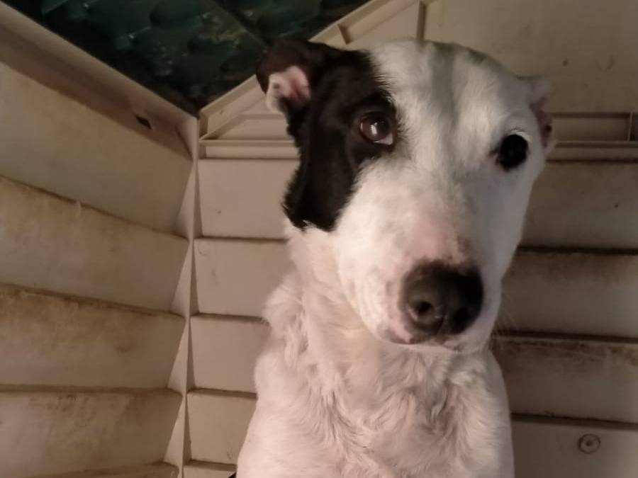 Adotta il cane Ginevra  a Napoli