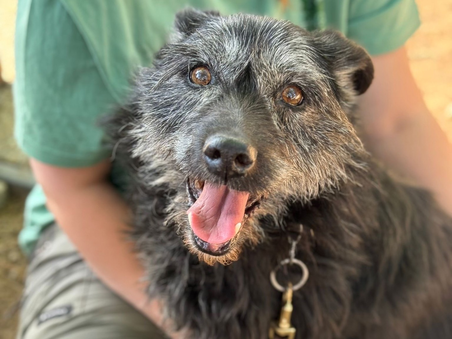 Adotta un cane, taglia media, maschio, Milano