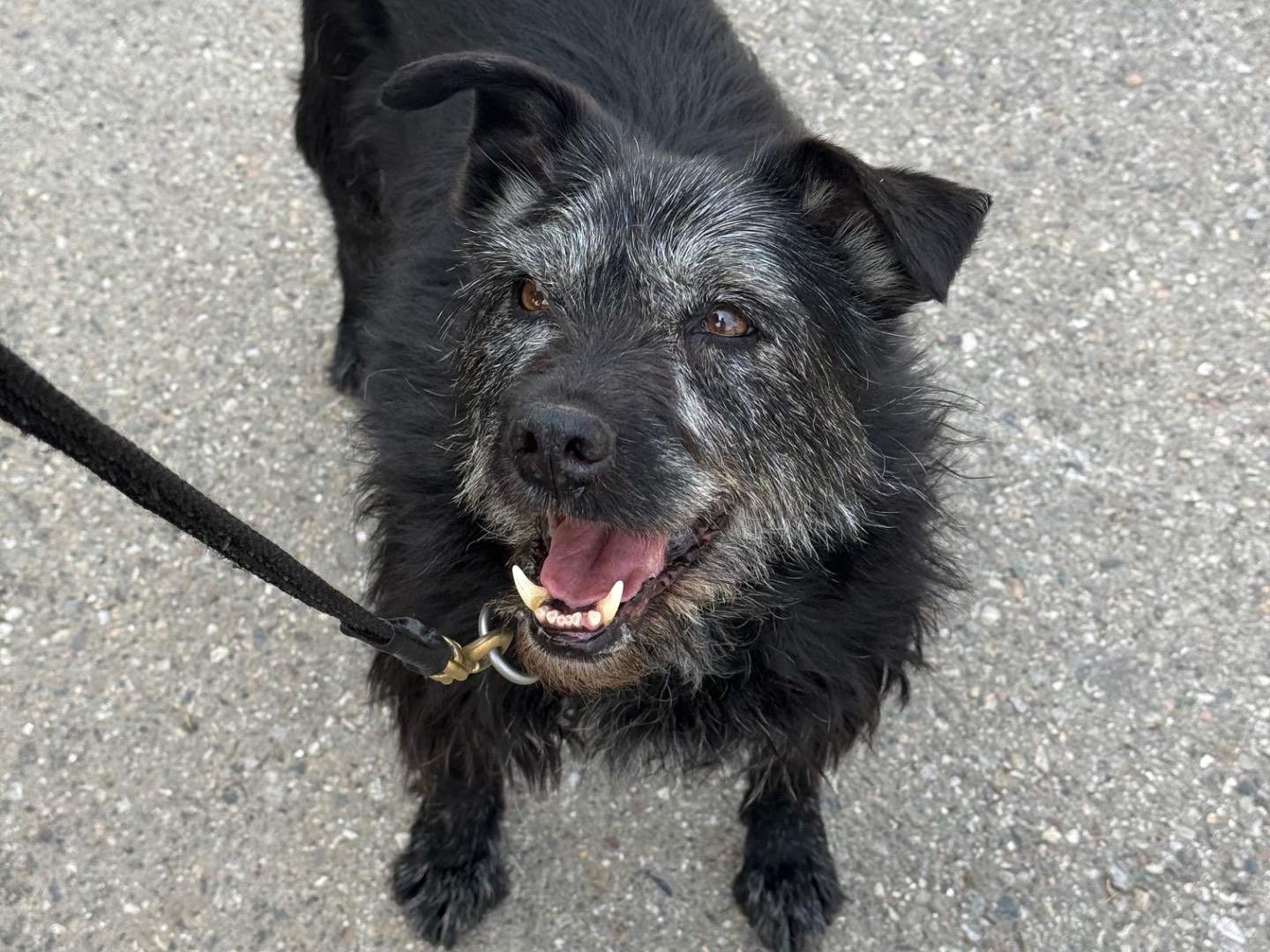 Adotta il cane Hermès a Milano