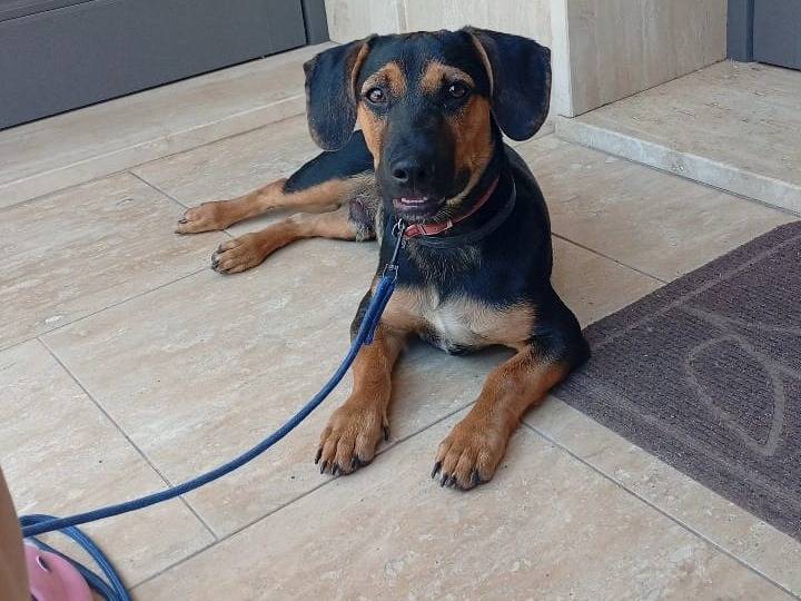Adozione cane, maschio, Bassotto Jack Russell Terrier, 1 anno e 4 mesi, taglia piccola, Trapani