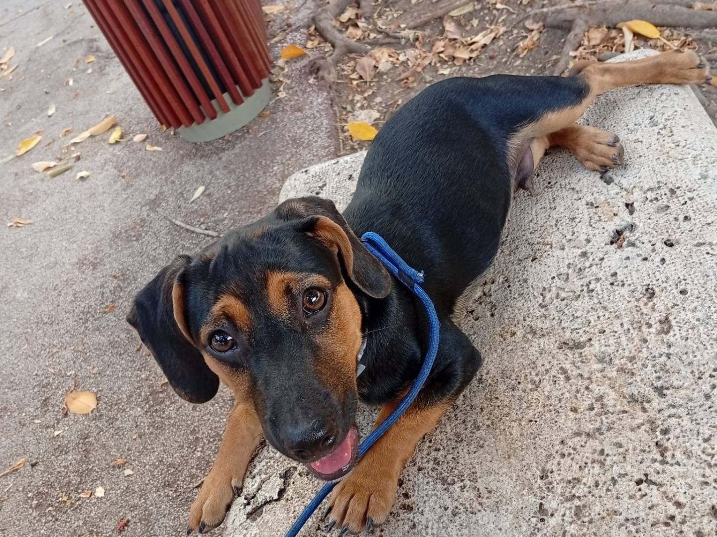 Adotta un cane, maschio, 1 anno e 4 mesi, Trapani