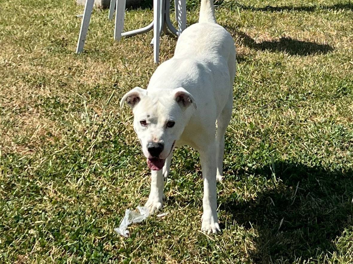 Adozione cane, maschio, Dogo Argentino Razza sconosciuta, 2 anni e 6 mesi, taglia gigante, Napoli