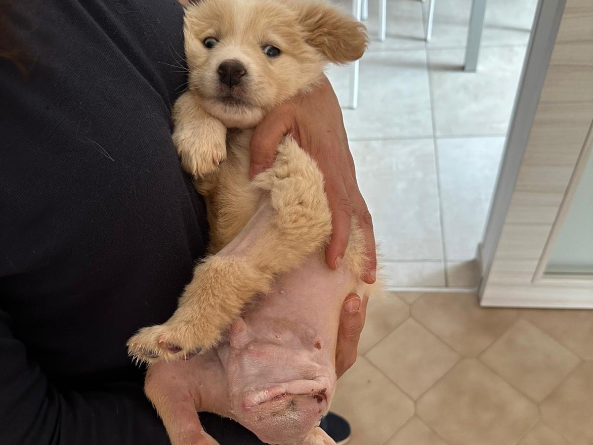 Adozione cane, maschio, Razza sconosciuta Razza sconosciuta, 3 mesi, taglia media, Siracusa