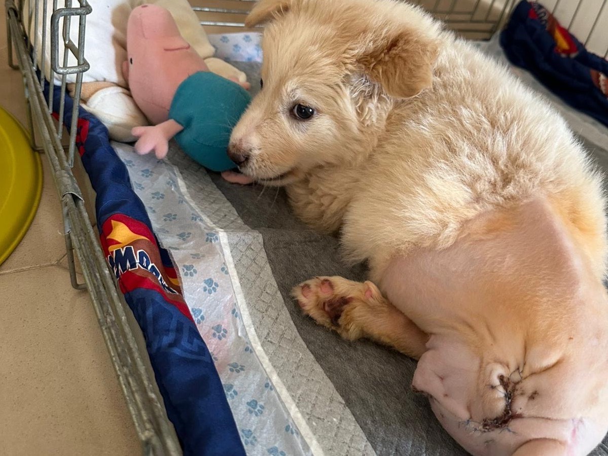 Adotta un cane, maschio, 3 mesi, Siracusa